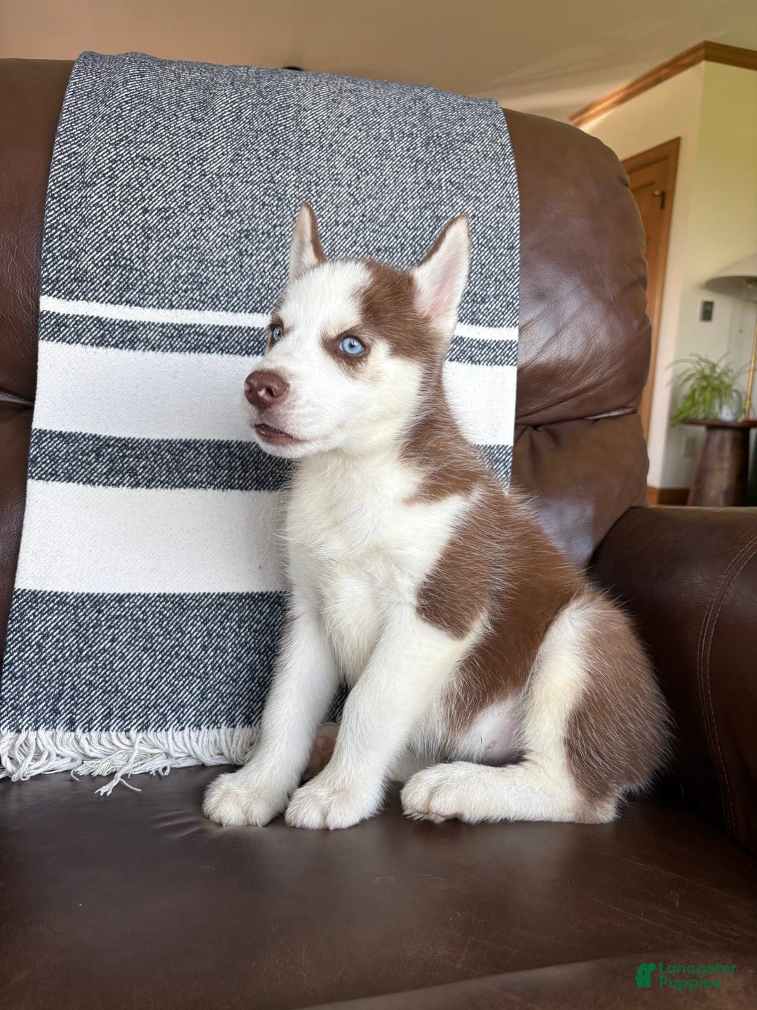 Siberian Husky dogs for sale: Buster - Image 2