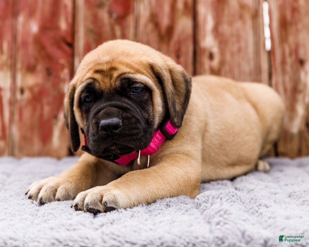 English Mastiff dogs for sale: Hadley - Image 8