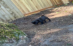 Pug dogs for sale: Salem - Image 3
