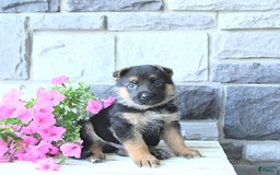 German Shepherd dogs for sale: Jet - Image 10