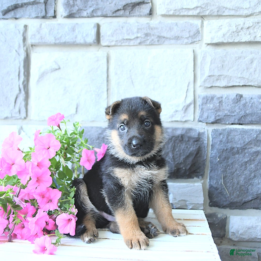 German Shepherd dogs for sale: Jet - Image 10
