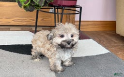 Maltese dogs for sale: Waylon - Image 3
