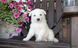 German Shepherd dogs for sale: Jasmine - Image 2