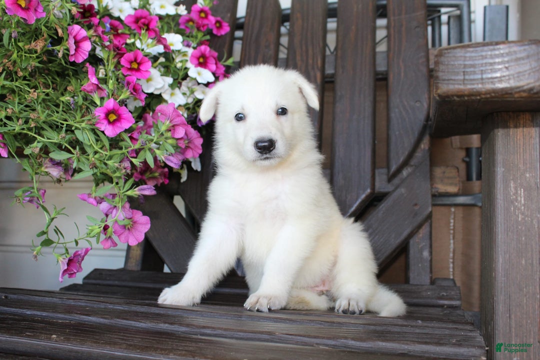 German Shepherd dogs for sale: Jasmine - Image 2