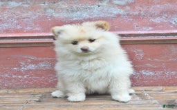 Pomeranian dogs for sale: Pansie - Image 2