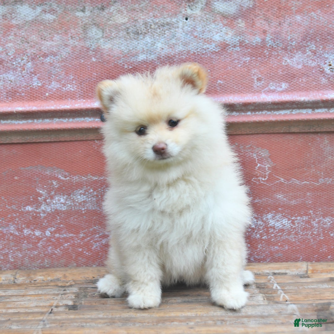 Pomeranian dogs for sale: Pansie - Image 2