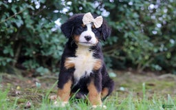 Bernese Mountain Dog dogs for sale: Alice - Image 7
