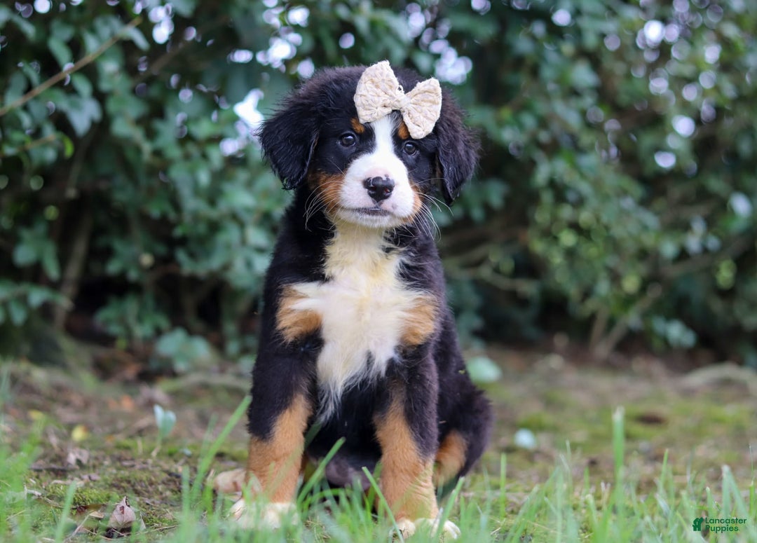 Bernese Mountain Dog dogs for sale: Alice - Image 7