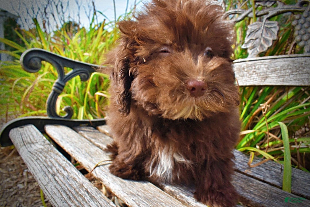 Havapoo dogs for sale: Humble - Image 4