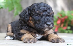 Standard Poodle dogs for sale: Standard Poodle 8 puppies - Image 9