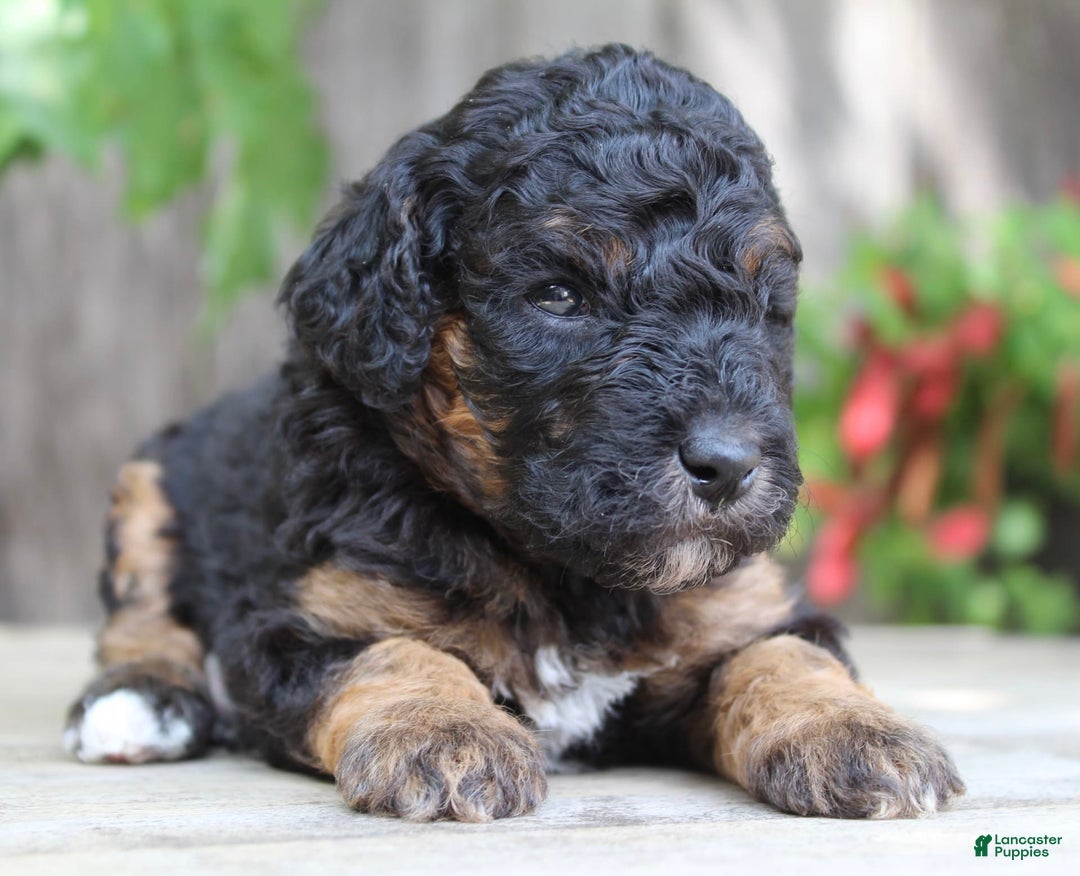 Standard Poodle dogs for sale: Standard Poodle 8 puppies - Image 9
