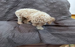 Standard Poodle dogs for sale: George Jefferson - Image 5