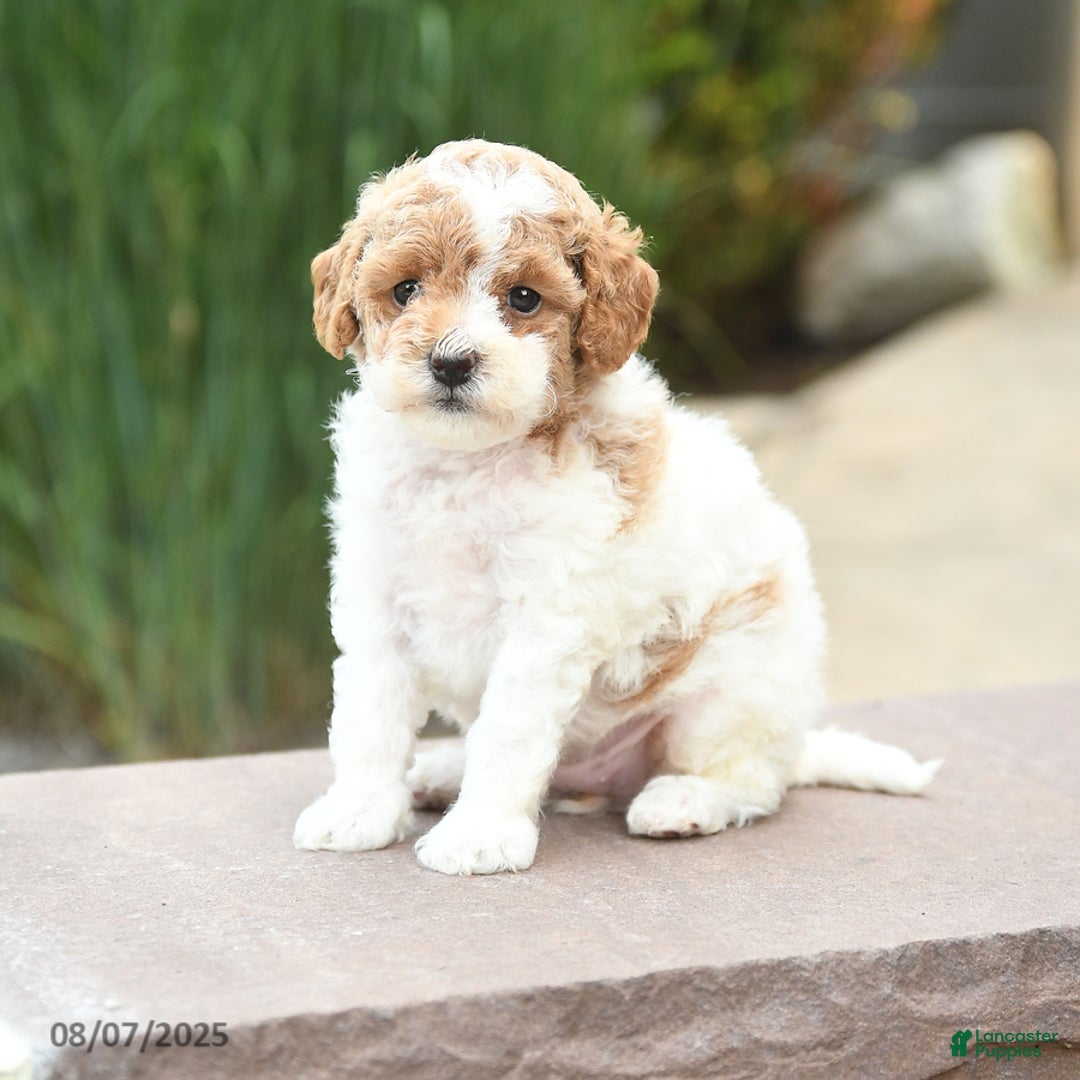Toy Poodle dogs for sale: Nellie - Image 4