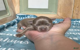 Chihuahua dogs for sale: Tobias Lavender Long Coat - Image 1