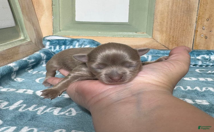 Chihuahua dogs for sale - Ad 3