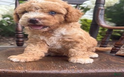 Goldendoodle dogs for sale: Butterfinger - Image 4