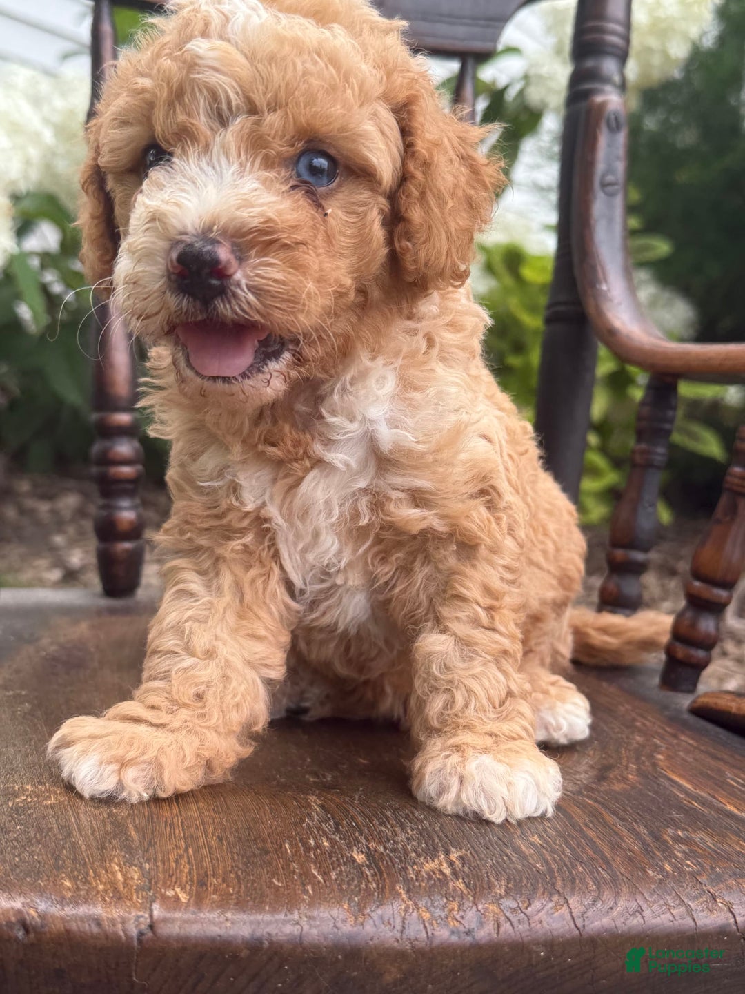 Goldendoodle dogs for sale: Butterfinger - Image 4