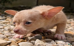 Chihuahua dogs for sale: Chihuahua 5 puppies - Image 8