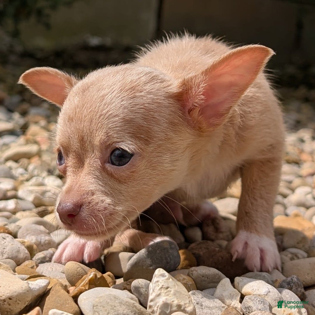 Chihuahua dogs for sale: Chihuahua 5 puppies - Image 8