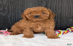 Cavapoo dogs for sale: Ginger - Image 13