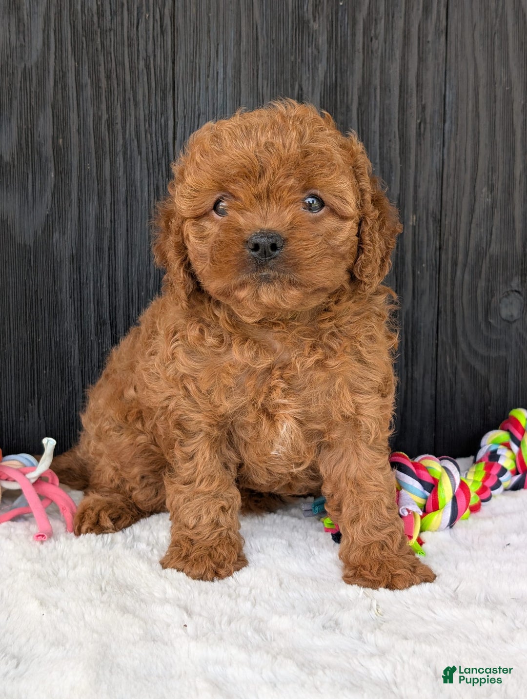 Cavapoo dogs for sale: Ginger - Image 13