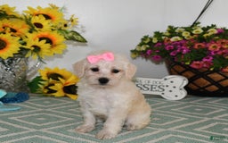 Schnoodle dogs for sale: Lily - Image 1