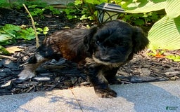 Aussiedoodle dogs for sale: Bailey - Image 2