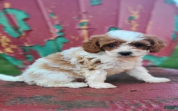 Cavapoo dogs for sale: Justice - Image 4