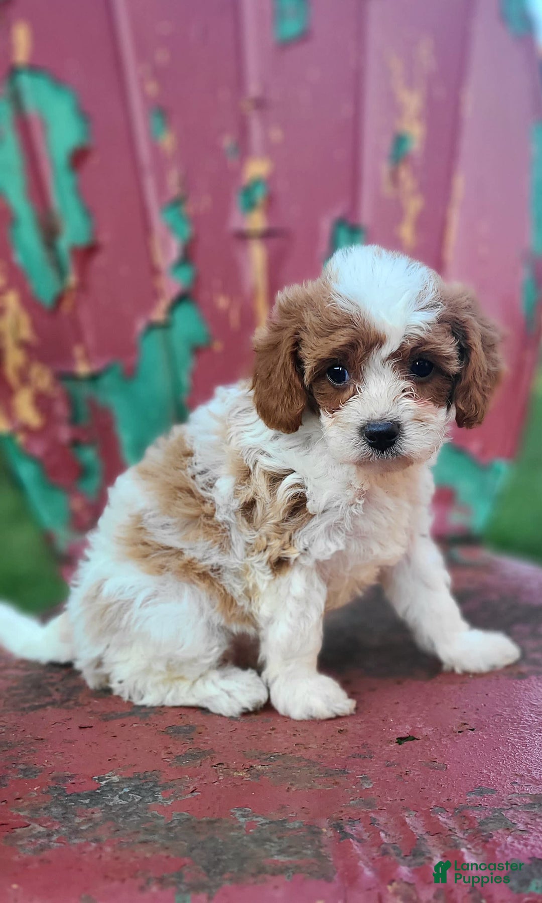 Cavapoo dogs for sale: Justice - Image 4