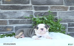 Olde English Bulldogge dogs for sale: Connie - Image 2