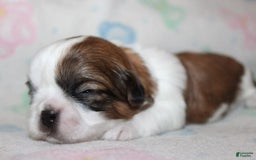 Shih Tzu dogs for sale: Anya Boy 1 - Image 5