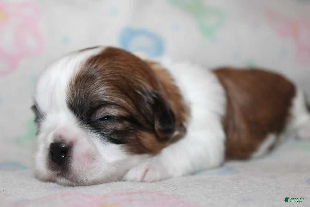 Shih Tzu dogs for sale: Anya Boy 1 - Image 5