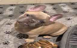French Bulldog dogs for sale: Blessing - Image 12