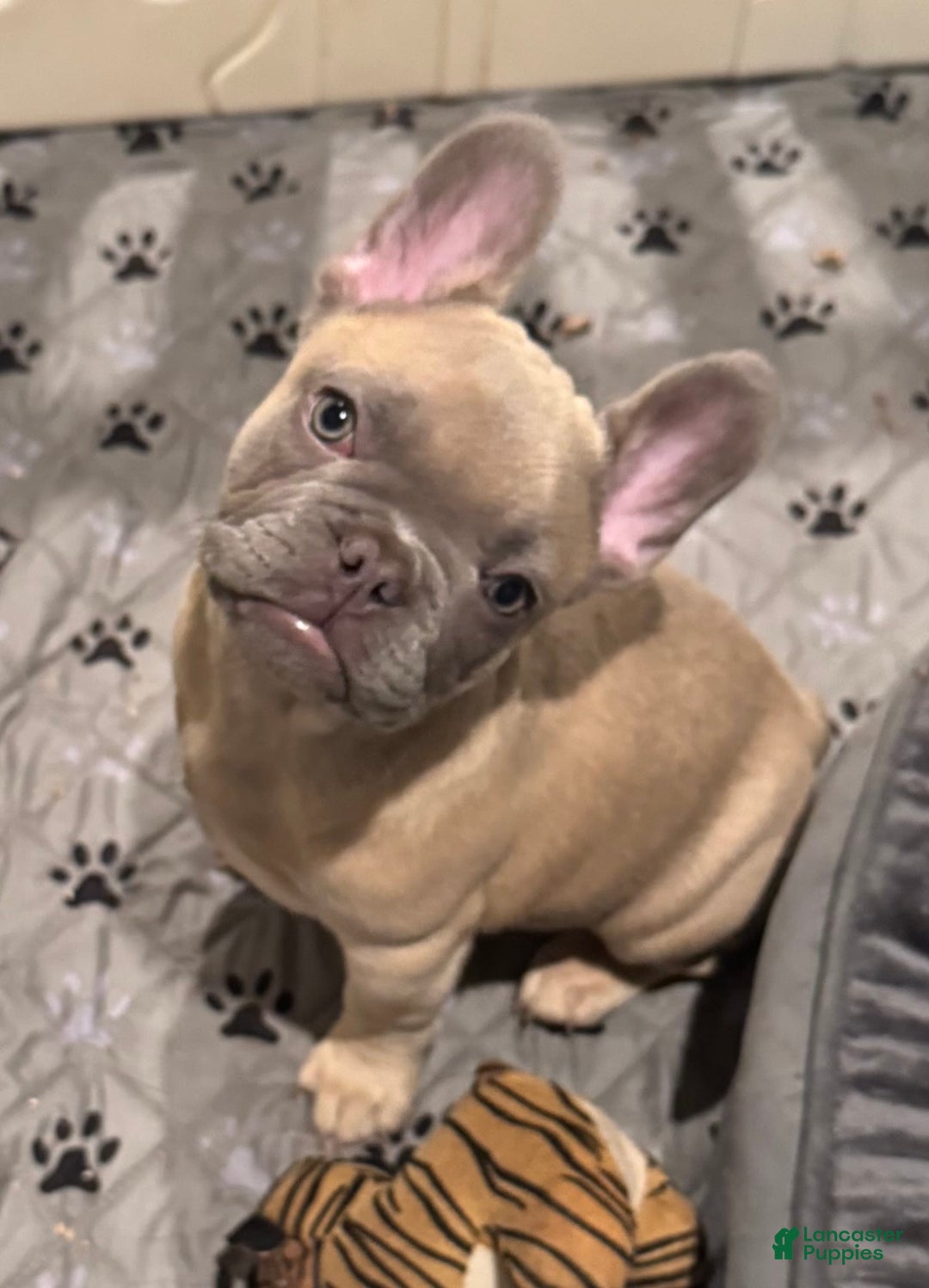 French Bulldog dogs for sale: Blessing - Image 12