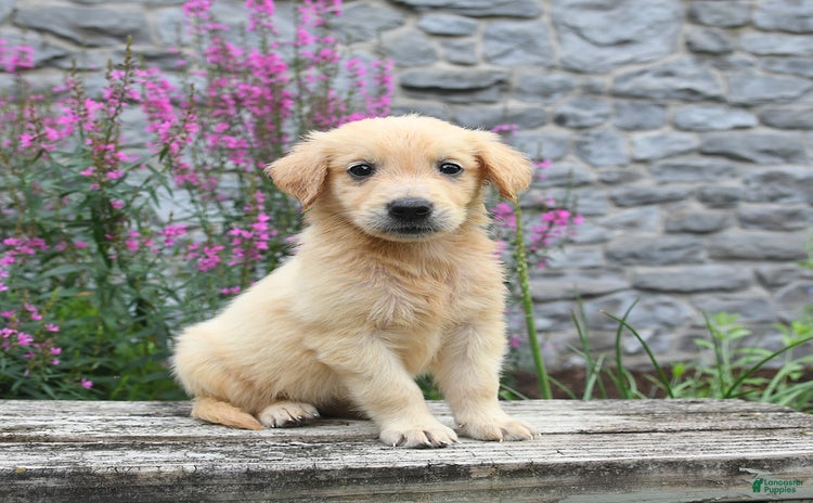 Golden Retriever dogs for sale - Ad 1