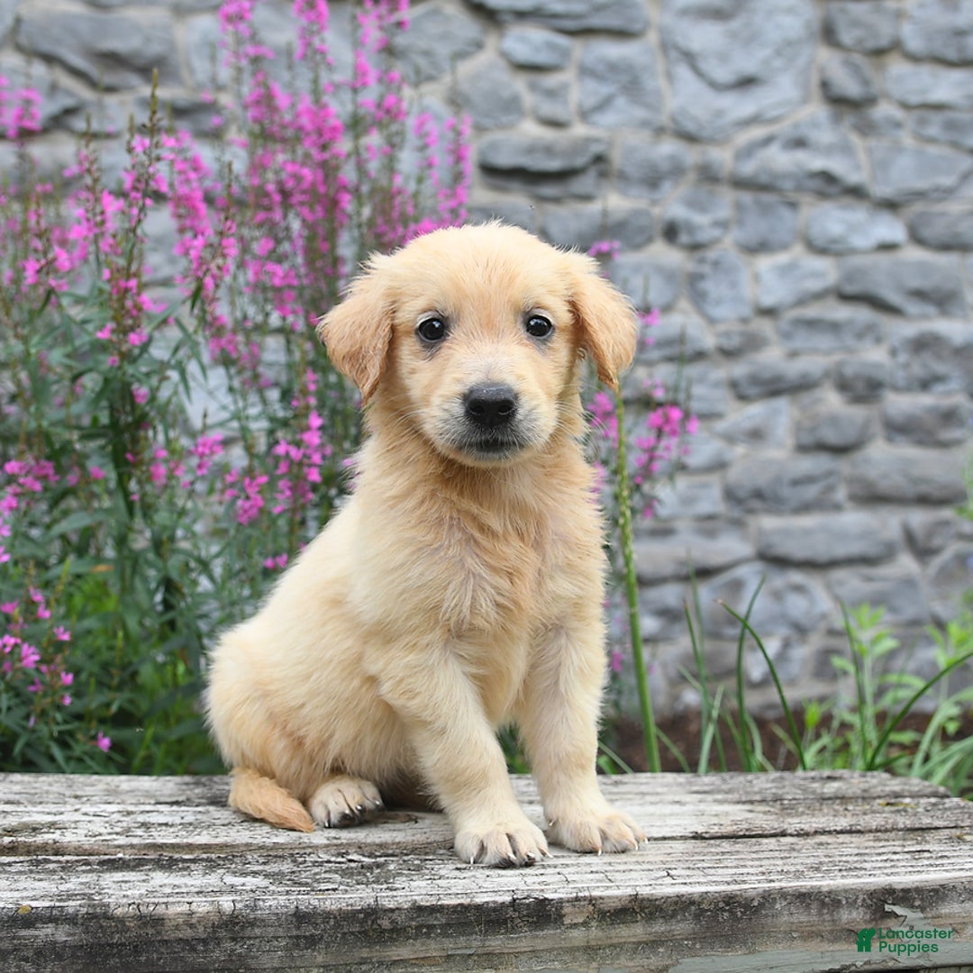 Golden Retriever dogs for sale: Lily - Image 1