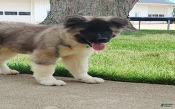 categoriesInfo:categoryAttributeOptions.dogs.breed.americanAkita dogs for sale: AKC Deisel - Image 3