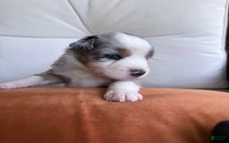 Miniature Australian Shepherd dogs for sale: Miniature Australian Shepherd 5 puppies - Image 7