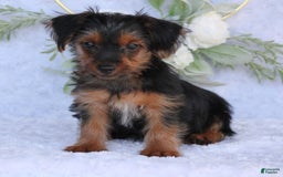 Yorkshire Terrier dogs for sale: Dallas - Image 1