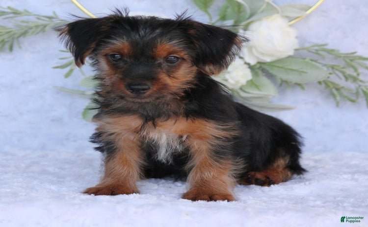 Yorkshire Terrier dogs for sale - Ad 1