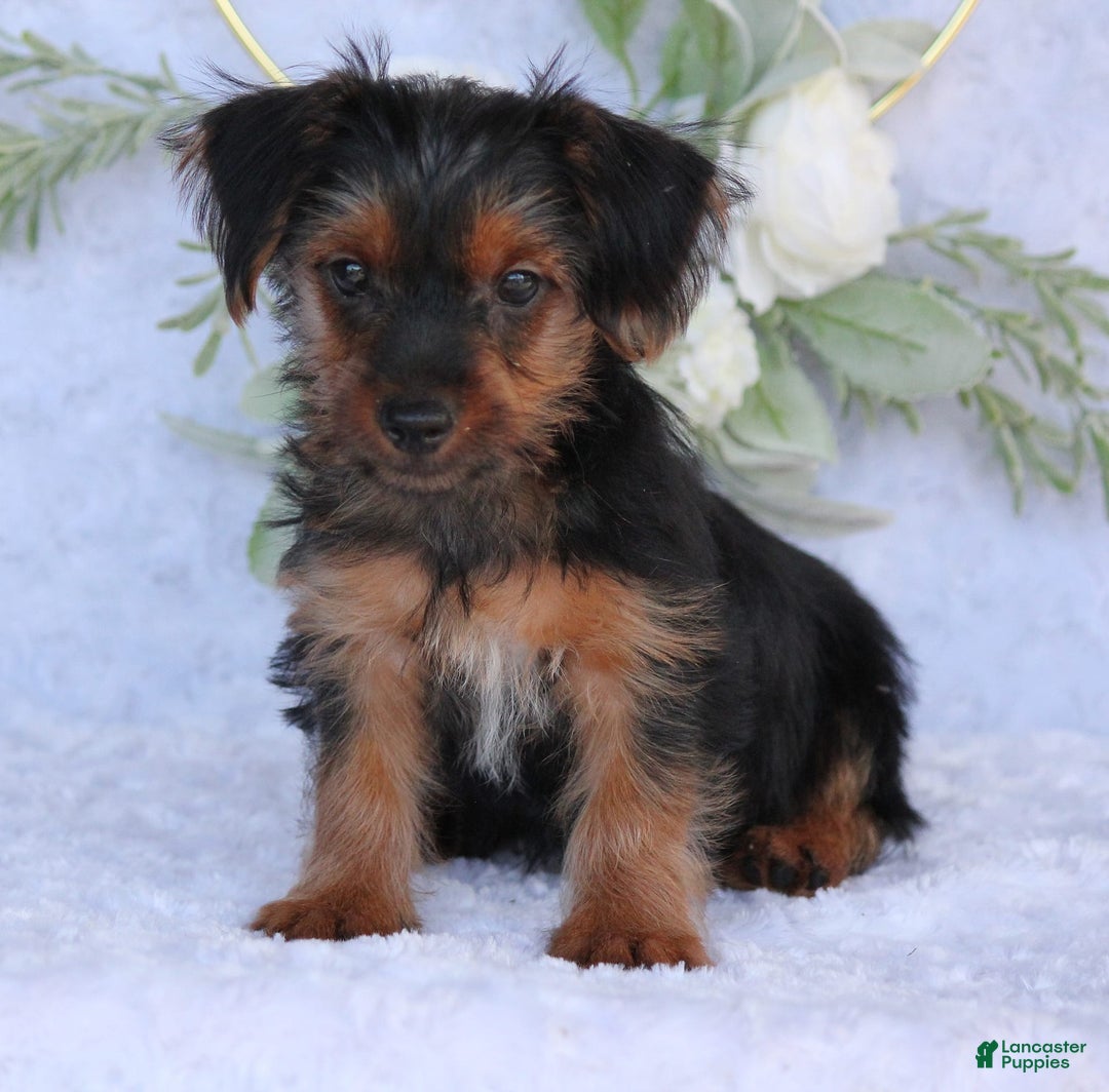 Yorkshire Terrier dogs for sale: Dallas - Image 1