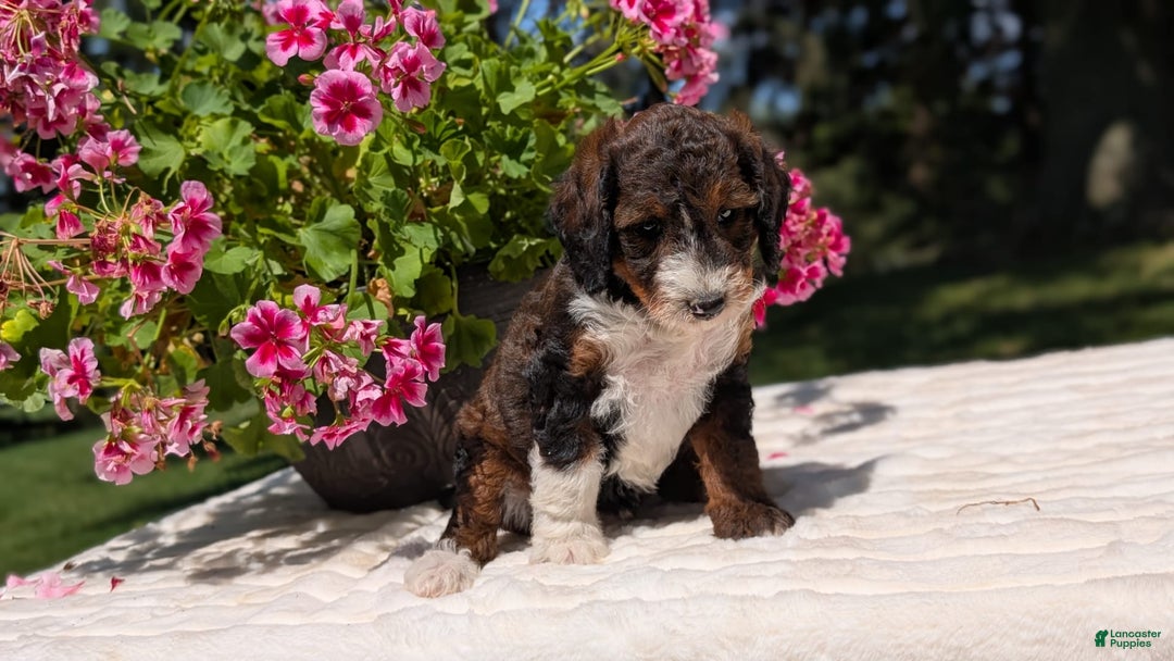 Mini Bernedoodle dogs for sale: Sabrina - Image 9