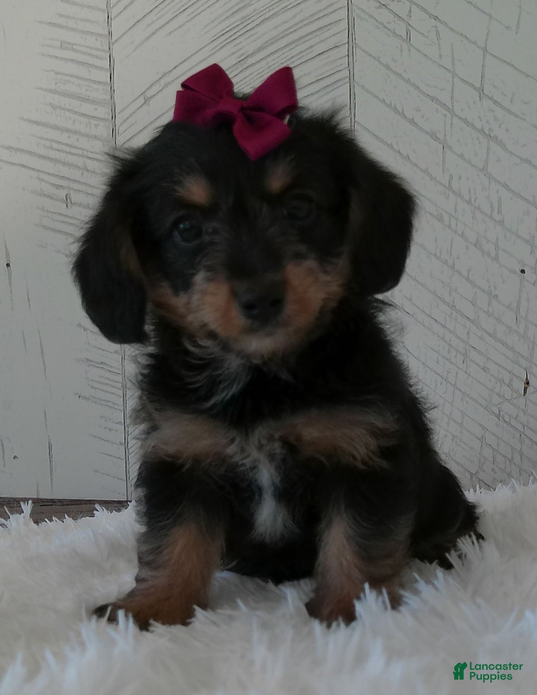 Yorkiepoo dogs for sale: Raine - Image 3