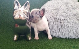 French Bulldog dogs for sale: Mouse - Image 2
