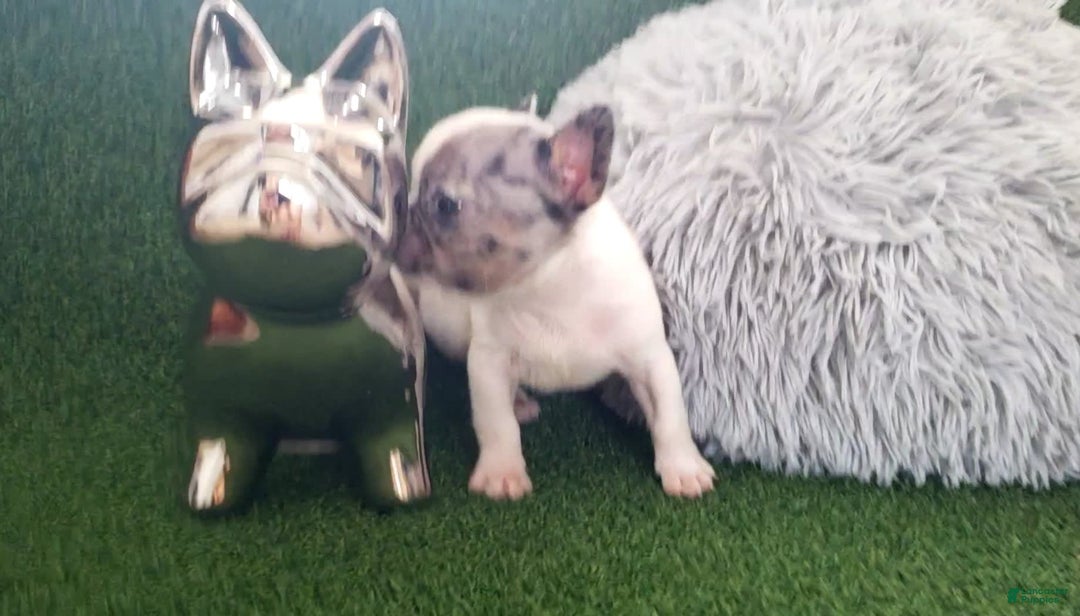 French Bulldog dogs for sale: Mouse - Image 2