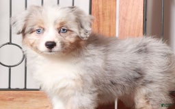 Mini Aussiedoodle dogs for sale: Patsy - Image 1