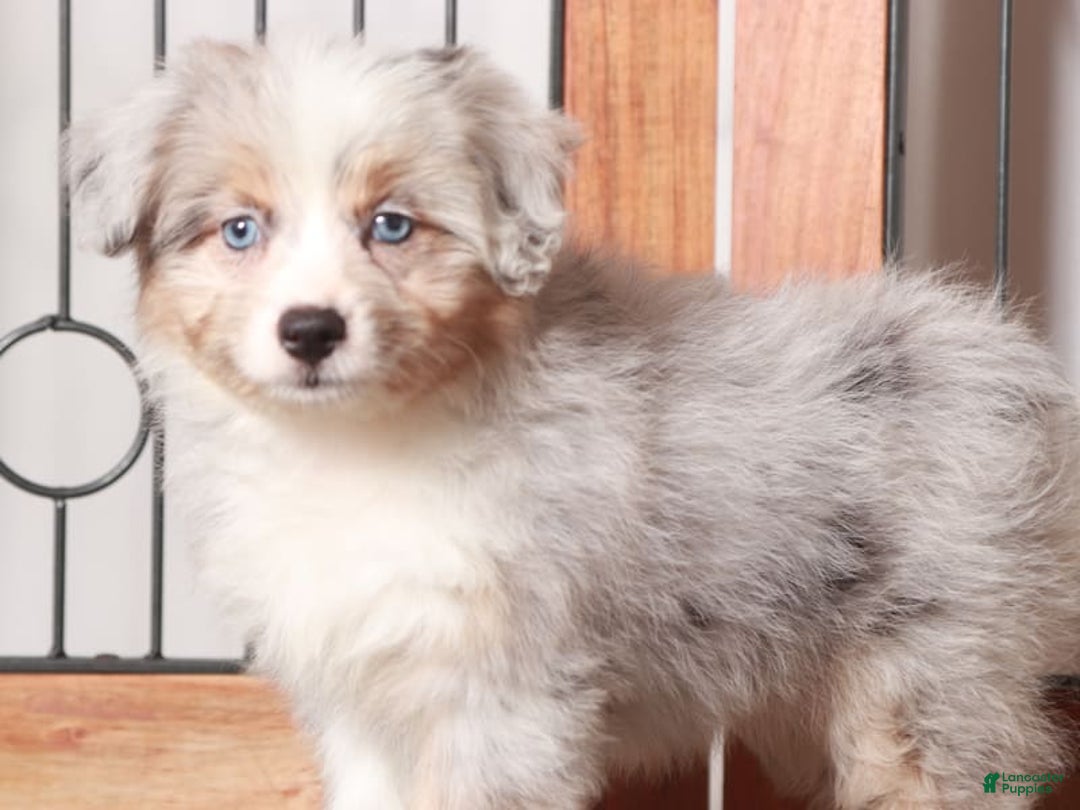 Mini Aussiedoodle dogs for sale: Patsy - Image 1