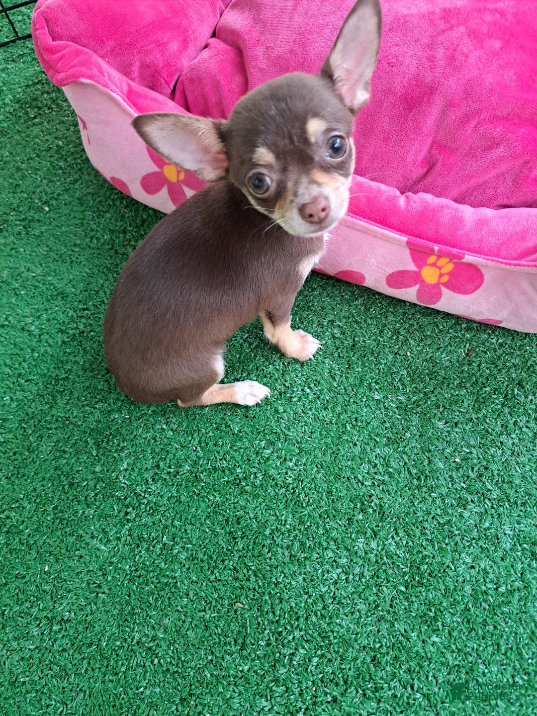 Chihuahua dogs for sale: Toy Bella - Image 9