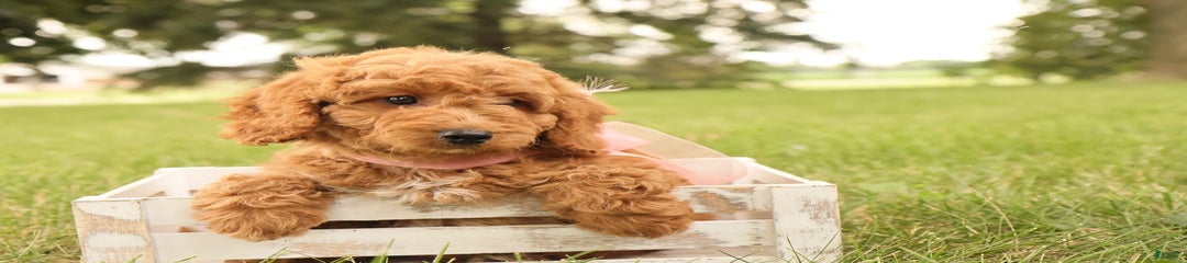 Rosie