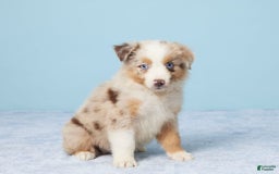 Australian Shepherd dogs for sale: Lola - Image 5